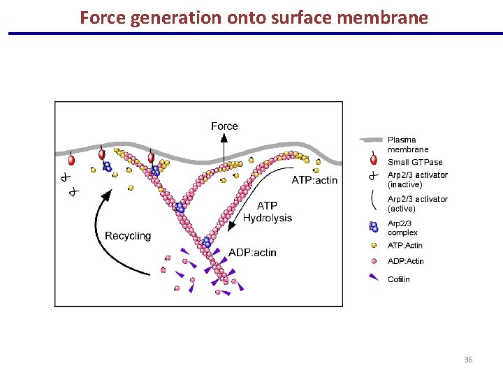 A Force generation onto surface membrane 36 