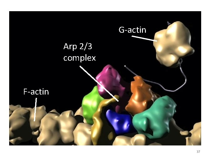 G-actin Arp 2/3 complex F-actin 37 