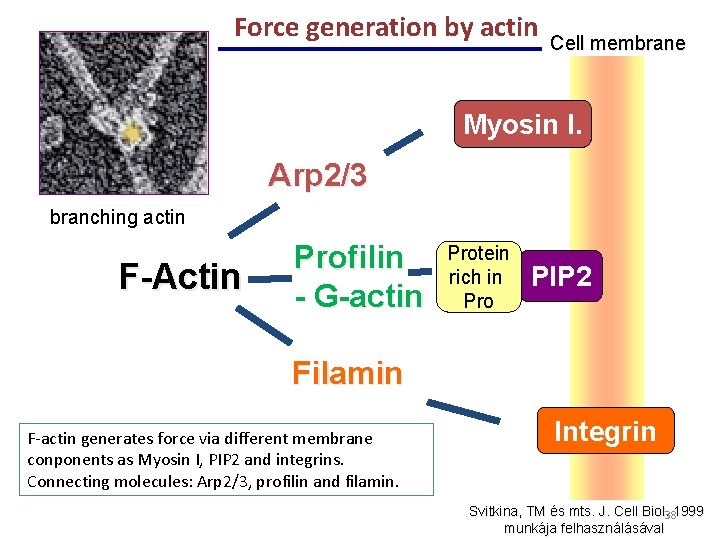 Force generation by actin Cell membrane Myosin I. Arp 2/3 branching actin F-Actin Profilin