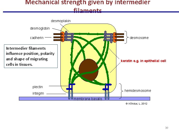 Mechanical strength given by intermedier filaments desmoplakin desmoglobin desmosome cadherin Intermedier filaments influence position,