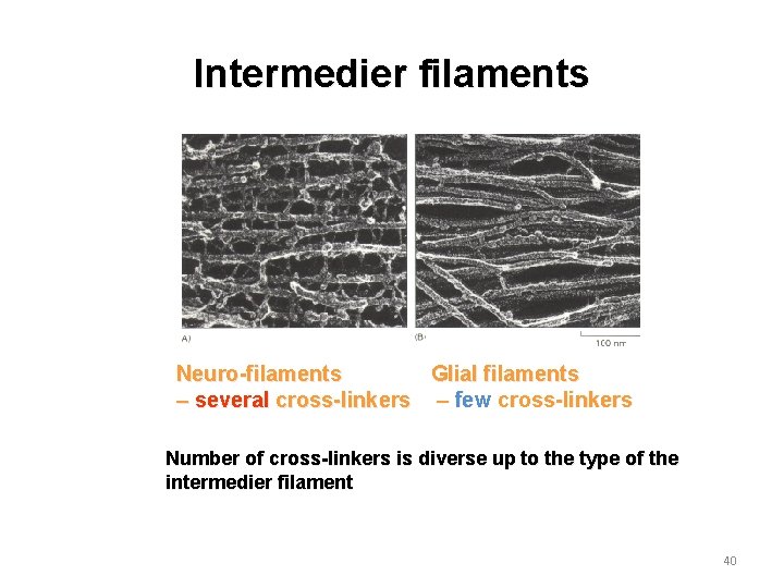 Intermedier filaments Neuro-filaments Glial filaments – several cross-linkers – few cross-linkers Number of cross-linkers