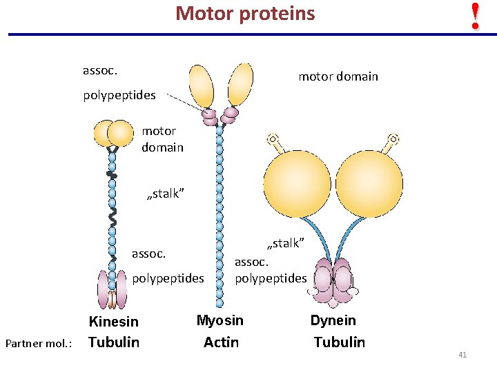 ! Motor proteins assoc. motor domain polypeptides motor domain „stalk” assoc. polypeptides Partner mol.