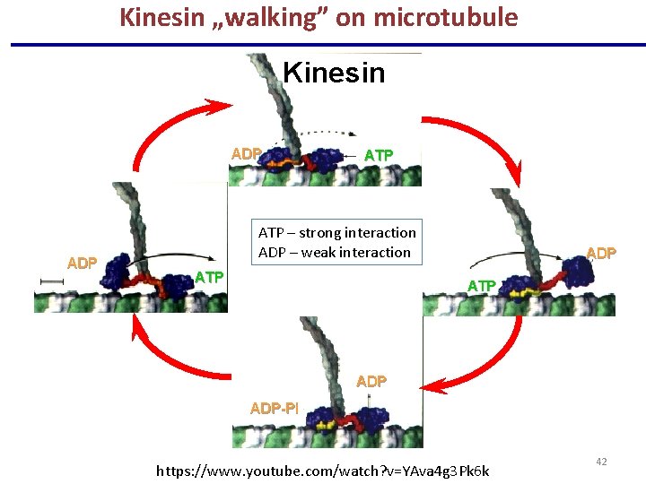 Kinesin „walking” on microtubule Kinesin ADP ATP – strong interaction ADP – weak interaction