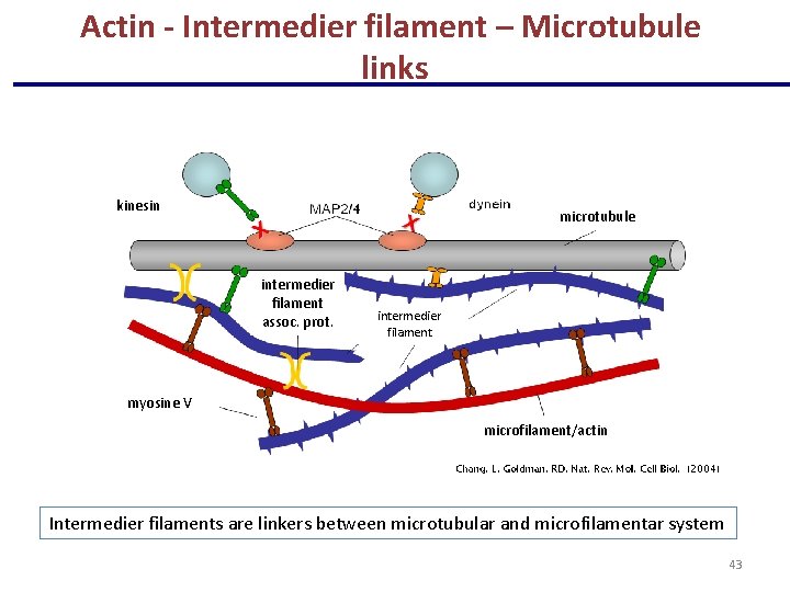 Actin - Intermedier filament – Microtubule links kinesin microtubule intermedier filament assoc. prot. intermedier