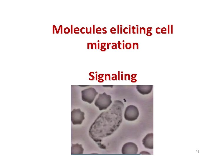 Molecules eliciting cell migration Signaling 44 