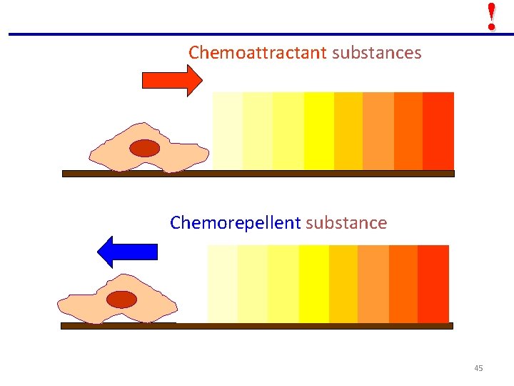 ! Chemoattractant substances Chemorepellent substance 45 