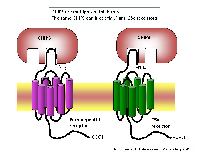 CHIPS are multipotent inhibitors. The same CHIPS can block f. MLF and C 5