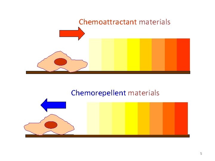 Chemoattractant materials Chemorepellent materials 5 