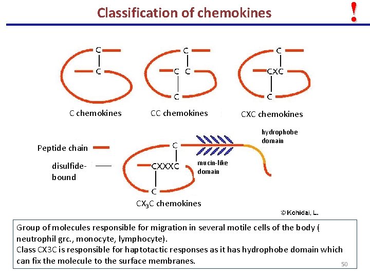 Classification of chemokines CC chemokines hydrophobe domain Peptide chain disulfidebound CXC chemokines mucin-like domain