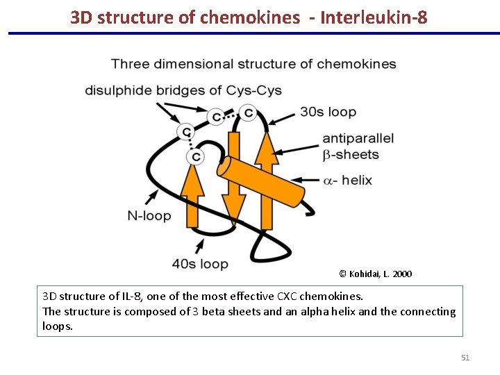 3 D structure of chemokines - Interleukin-8 © Kohidai, L. 2000 3 D structure