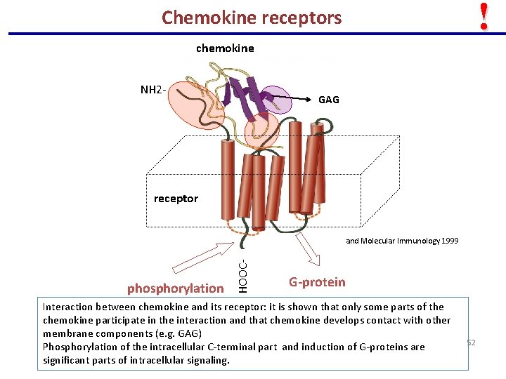 ! Chemokine receptors chemokine NH 2 - GAG receptor phosphorylation HOOC- Cellular and Molecular