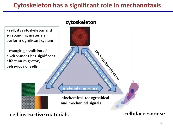 Cytoskeleton has a significant role in mechanotaxis cytoskeleton ma te r ia l -