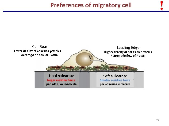 ! Preferences of migratory cell Cell Rear Lower density of adhesion proteins Anterograde flow