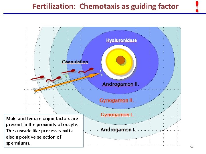 ! Fertilization: Chemotaxis as guiding factor Male and female origin factors are present in