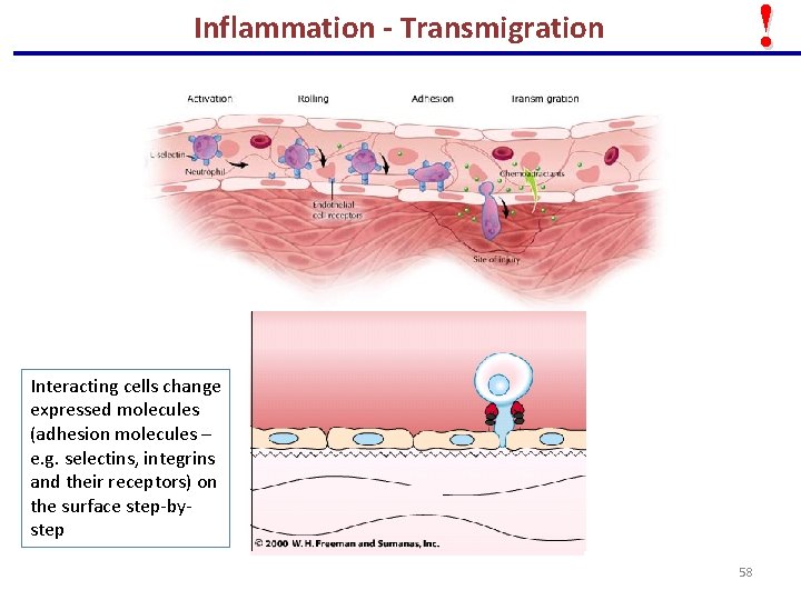 ! Inflammation - Transmigration Interacting cells change expressed molecules (adhesion molecules – e. g.