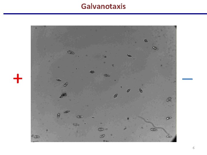 Galvanotaxis + _ 6 