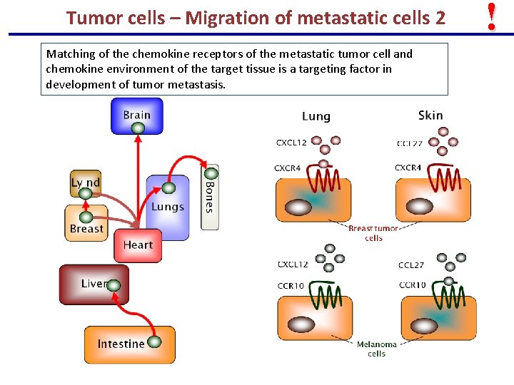 Tumor cells – Migration of metastatic cells 2 Matching of the chemokine receptors of