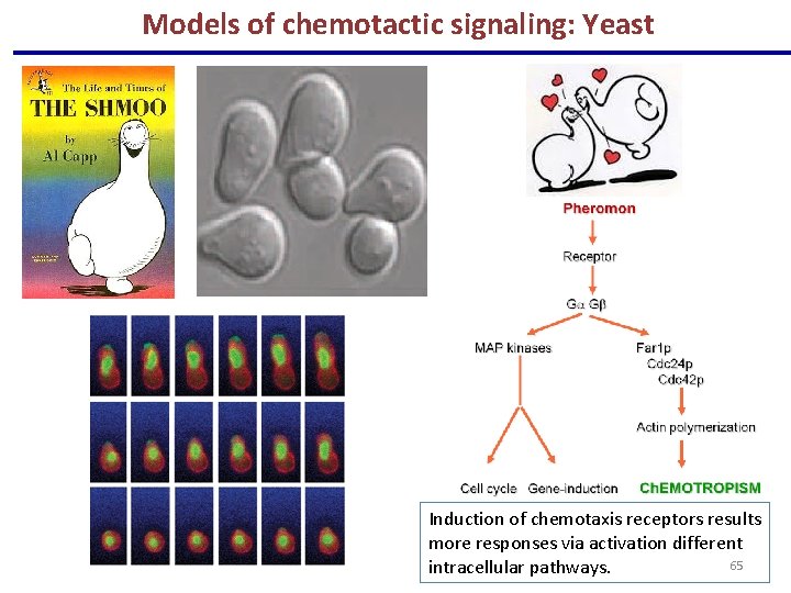 Models of chemotactic signaling: Yeast Induction of chemotaxis receptors results more responses via activation