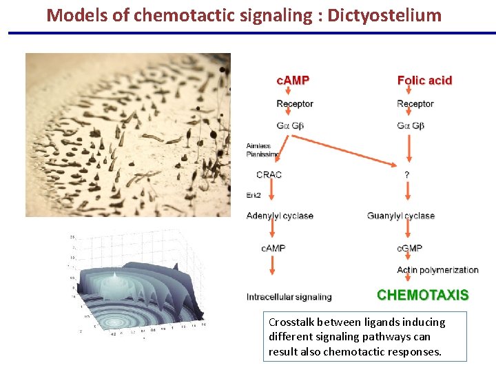 Models of chemotactic signaling : Dictyostelium Crosstalk between ligands inducing different signaling pathways can