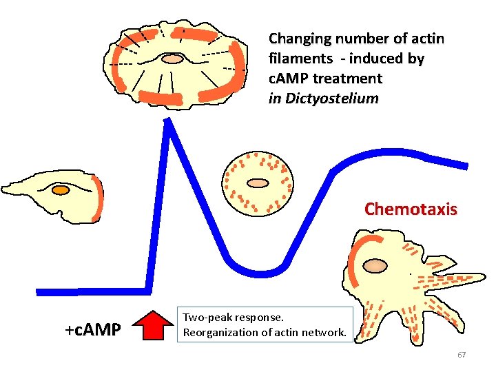 Changing number of actin filaments - induced by c. AMP treatment in Dictyostelium Chemotaxis