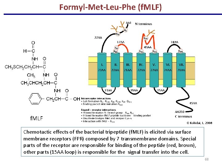 Formyl-Met-Leu-Phe (f. MLF) f. MLF Chemotactic effects of the bacterial tripeptide (f. MLF) is