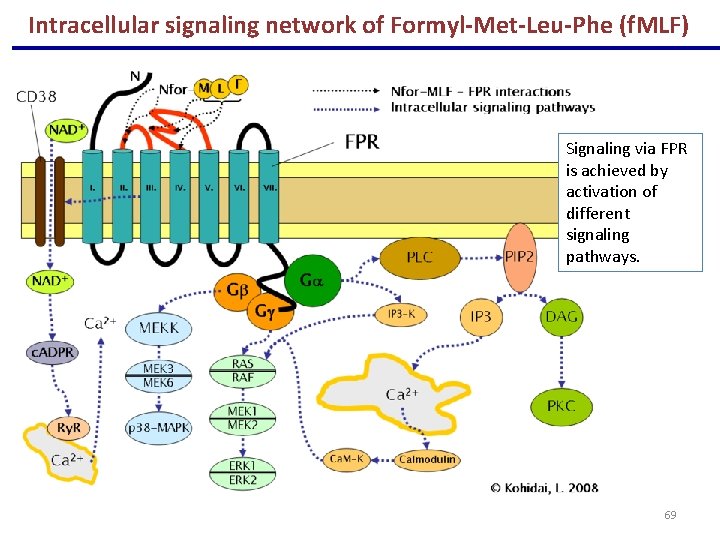 Intracellular signaling network of Formyl-Met-Leu-Phe (f. MLF) Signaling via FPR is achieved by activation