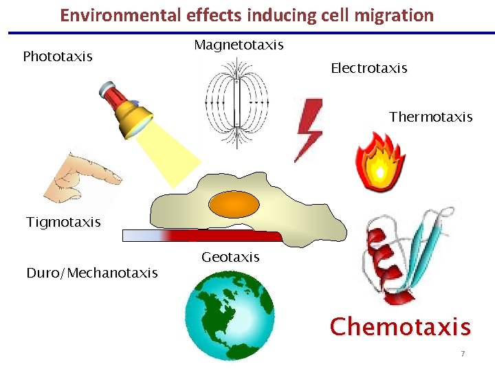 Environmental effects inducing cell migration Phototaxis Magnetotaxis Electrotaxis Thermotaxis Tigmotaxis Duro/Mechanotaxis Geotaxis Chemotaxis 7