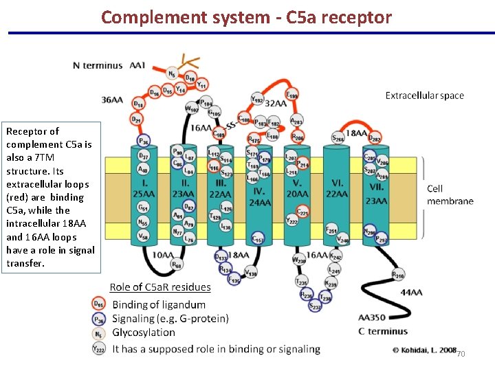 Complement system - C 5 a receptor Receptor of complement C 5 a is