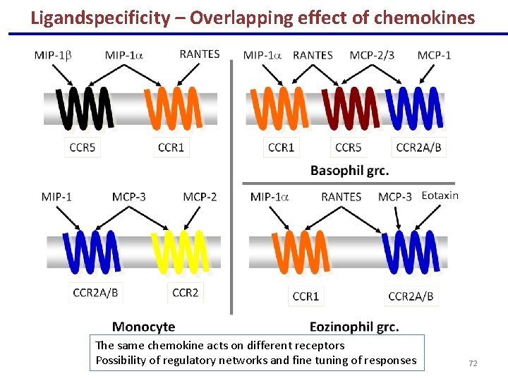 Ligandspecificity – Overlapping effect of chemokines The same chemokine acts on different receptors Possibility