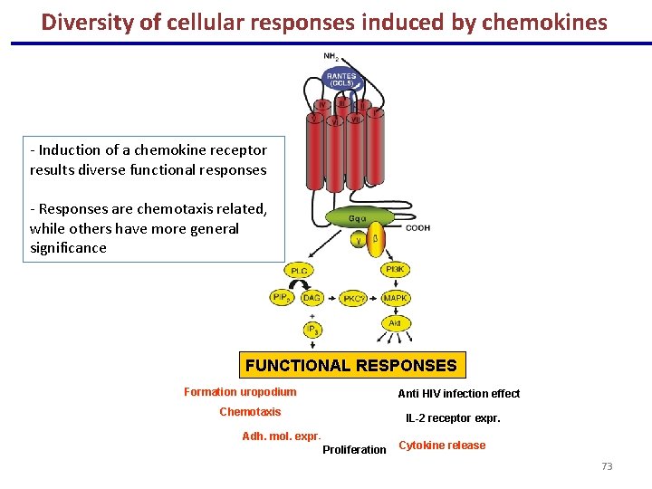 Diversity of cellular responses induced by chemokines - Induction of a chemokine receptor results