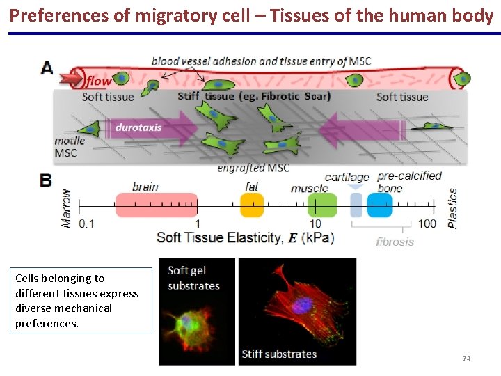 Preferences of migratory cell – Tissues of the human body Cells belonging to different