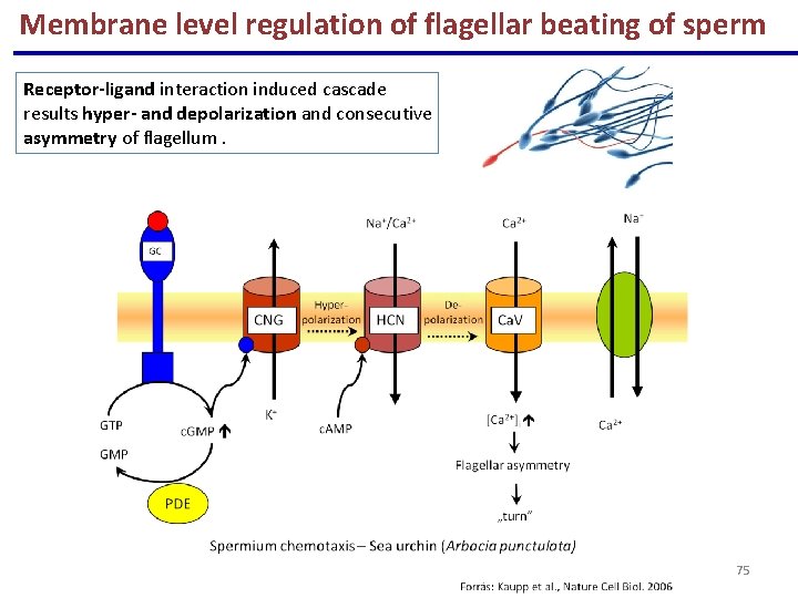 Membrane level regulation of flagellar beating of sperm Receptor-ligand interaction induced cascade results hyper-