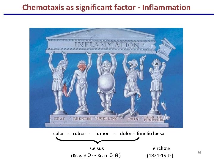 Chemotaxis as significant factor - Inflammation calor - rubor - tumor - dolor +