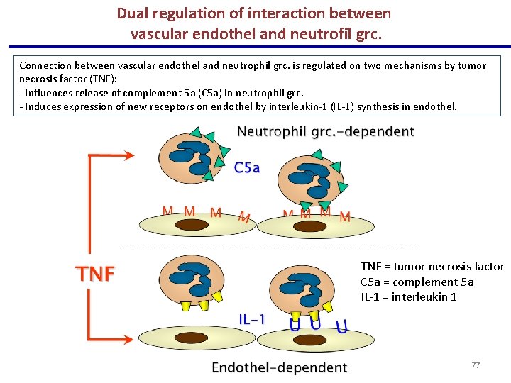 Dual regulation of interaction between vascular endothel and neutrofil grc. Connection between vascular endothel