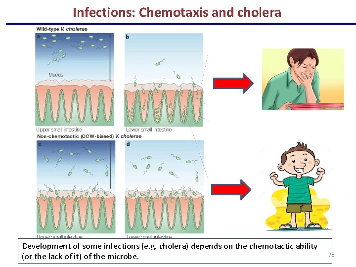 Infections: Chemotaxis and cholera Development of some infections (e. g. cholera) depends on the