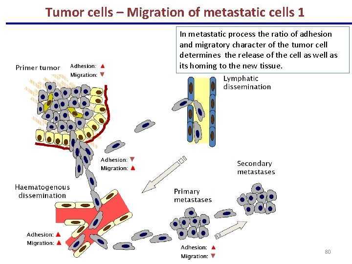 Tumor cells – Migration of metastatic cells 1 In metastatic process the ratio of