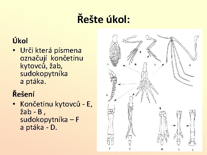 Řešte úkol: Úkol • Urči která písmena označují končetinu kytovců, žab, sudokopytníka a ptáka.