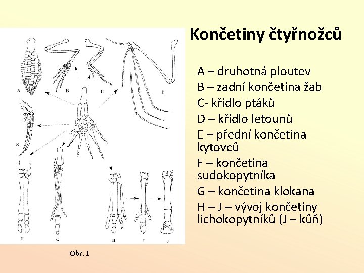 Končetiny čtyřnožců A – druhotná ploutev B – zadní končetina žab C- křídlo ptáků