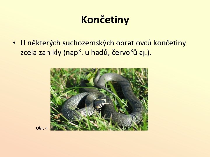 Končetiny • U některých suchozemských obratlovců končetiny zcela zanikly (např. u hadů, červořů aj.