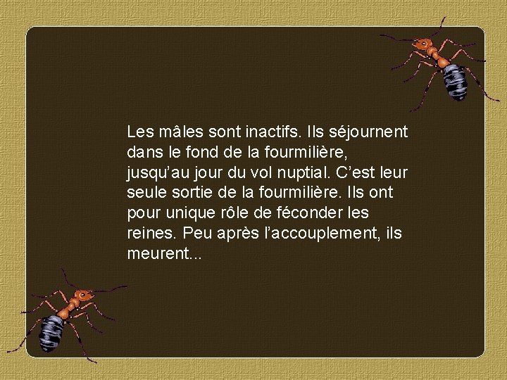 Les mâles sont inactifs. Ils séjournent dans le fond de la fourmilière, jusqu’au jour