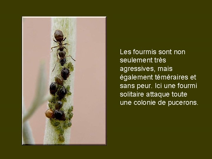 Les fourmis sont non seulement très agressives, mais également téméraires et sans peur. Ici