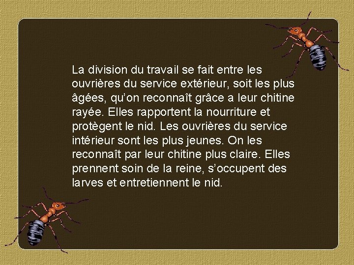 La division du travail se fait entre les ouvrières du service extérieur, soit les