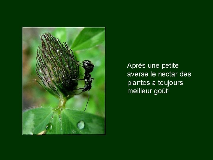 Après une petite averse le nectar des plantes a toujours meilleur goût! 