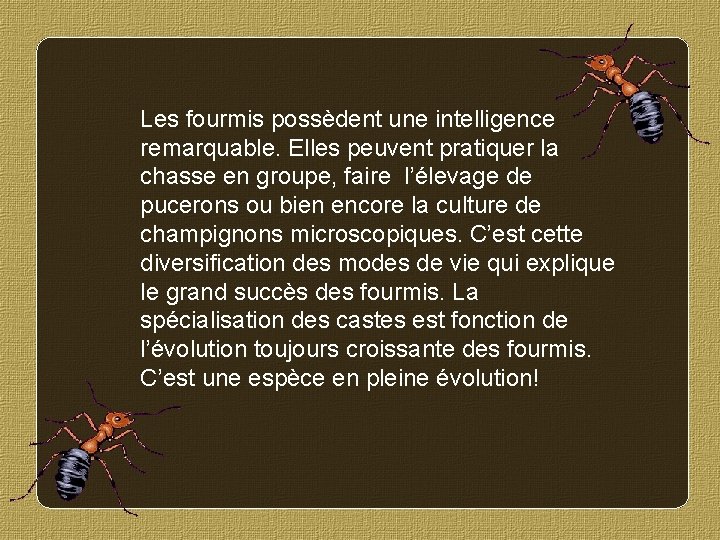 Les fourmis possèdent une intelligence remarquable. Elles peuvent pratiquer la chasse en groupe, faire