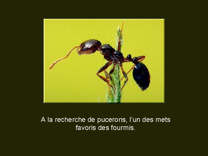 A la recherche de pucerons, l’un des mets favoris des fourmis. 