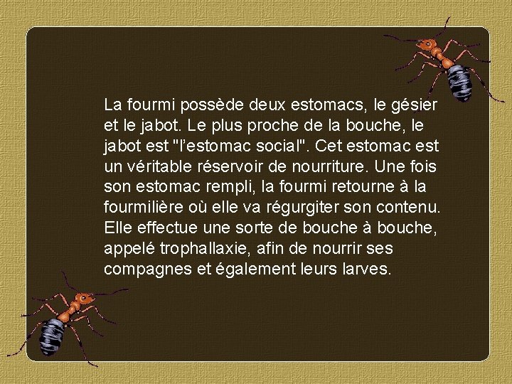 La fourmi possède deux estomacs, le gésier et le jabot. Le plus proche de