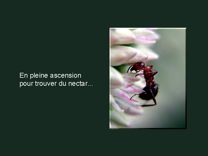 En pleine ascension pour trouver du nectar. . . 