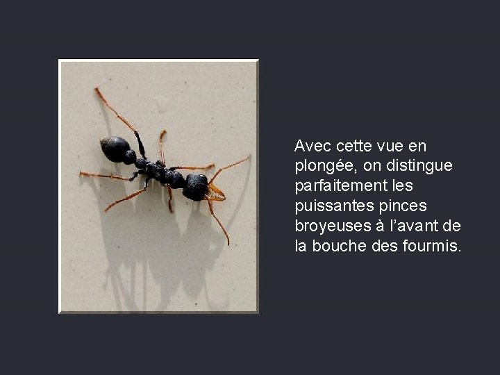 Avec cette vue en plongée, on distingue parfaitement les puissantes pinces broyeuses à l’avant