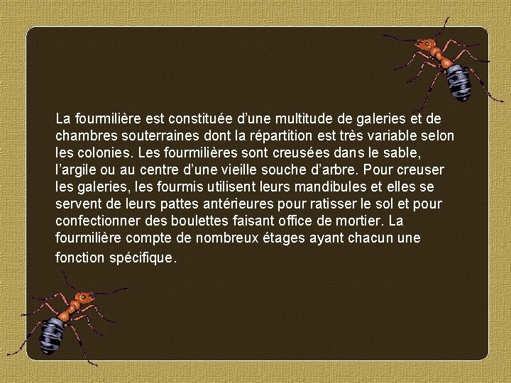 La fourmilière est constituée d’une multitude de galeries et de chambres souterraines dont la