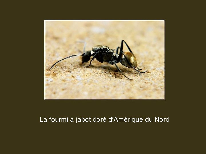 La fourmi à jabot doré d’Amérique du Nord 